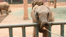 它們來啦!羊駝、設特蘭矮馬、浣熊等一大波萌寵,等你來圍觀 它們來啦!羊駝、設特蘭矮馬、浣熊等一大波萌寵,等你來圍觀