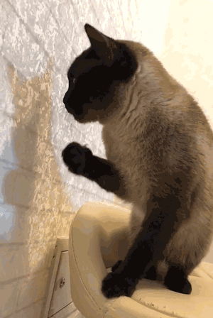 公認“無攻擊性”的幾種貓，你最希望養哪隻？