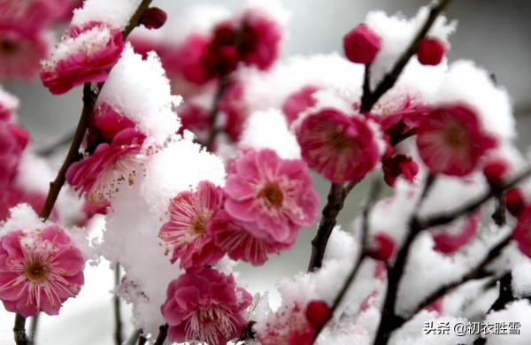 紅梅古詩八首：一種梅生禪老家，絕勝尋常桃杏花