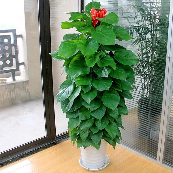 100種觀葉綠植,50種大型的,50種小型的,家裡沒有陽光也能養 100種觀葉綠植,50種大型的,50種小型的,家裡沒有陽光也能養