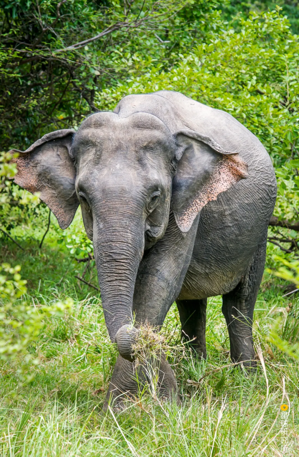 2021年度動物，是誰？