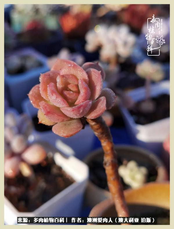 多肉變胖純屬正常,我的變胖卻是工傷 多肉變胖純屬正常,我的變胖卻是工傷