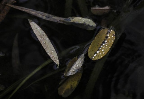 雨中圓明園別有一番風味，銀杏“九成熟”，最佳“秋黃”僅剩一週