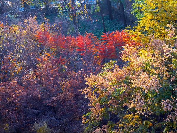 秋 韻 賦----《蝶變回天》北京天通苑靚麗美景拍不完（18）