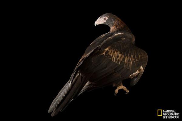 同樣都是雕,差距咋那麼大呢? 同樣都是雕,差距咋那麼大呢?