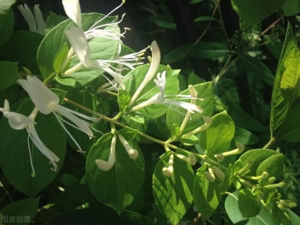 金銀花是一種野生花，現在都把它作為盆景，