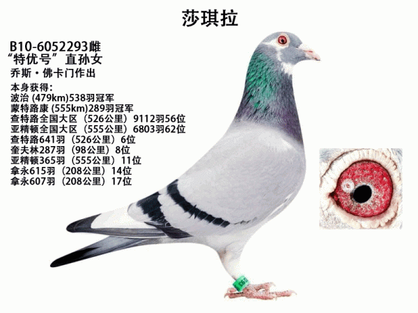 比利時鴿界的&OpenCurlyDoubleQuote;沉默巨匠&rdquo;