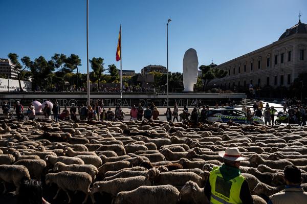 西班牙馬德里迎遷徙放牧節 千隻萌羊“逛大街” 西班牙馬德里迎遷徙放牧節 千隻萌羊“逛大街”