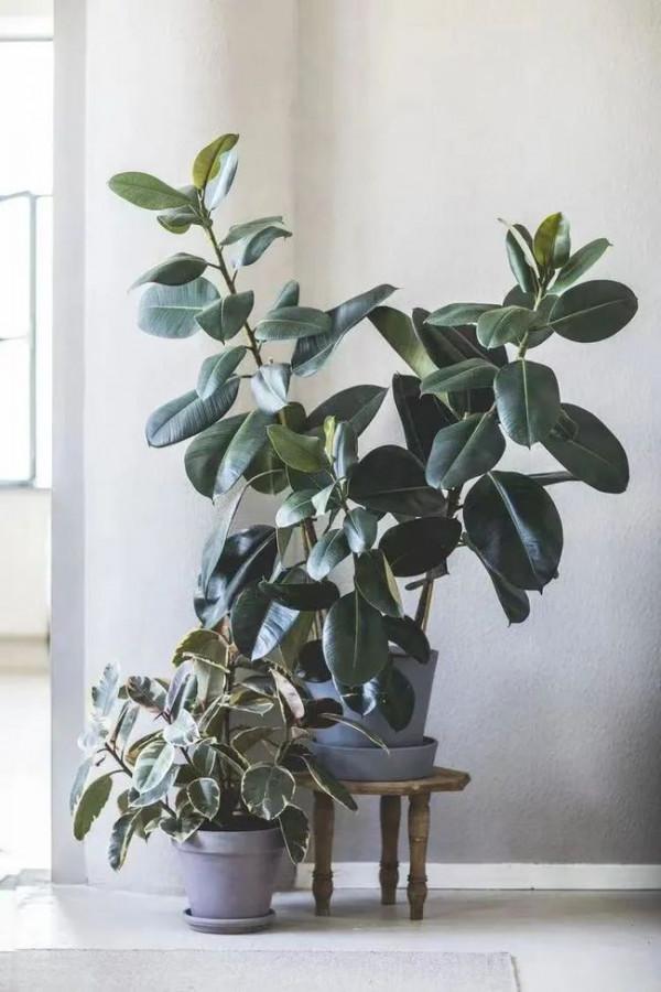 適合養在客廳的“6種吉祥花”，大氣有格調，高階上檔次