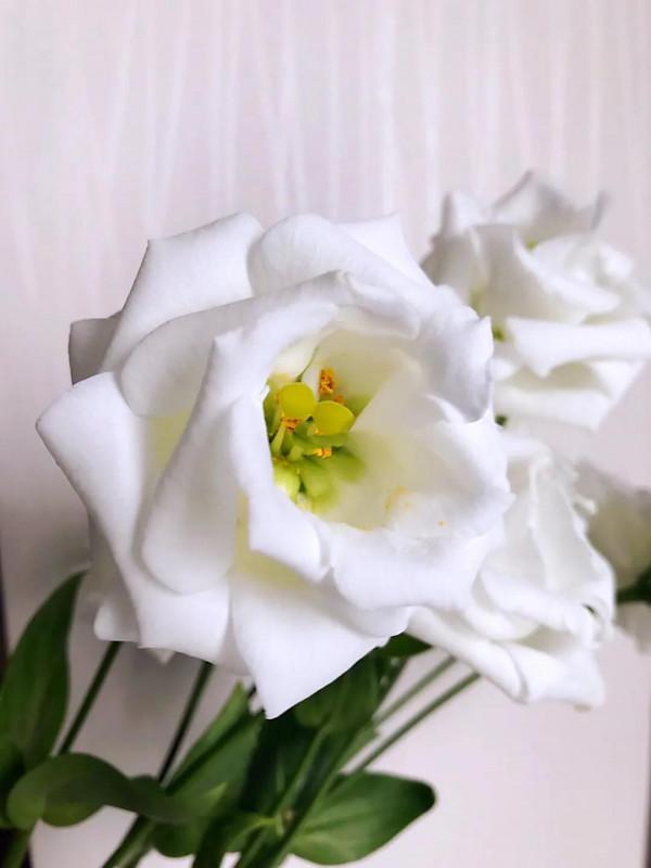 五彩斑斕洋桔梗花 五彩斑斕洋桔梗花