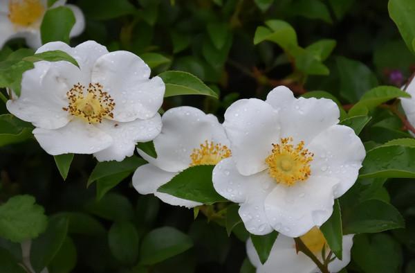 4月吃“春芽”，9種長在樹上的野菜，若你的家鄉也有，記得抓緊吃