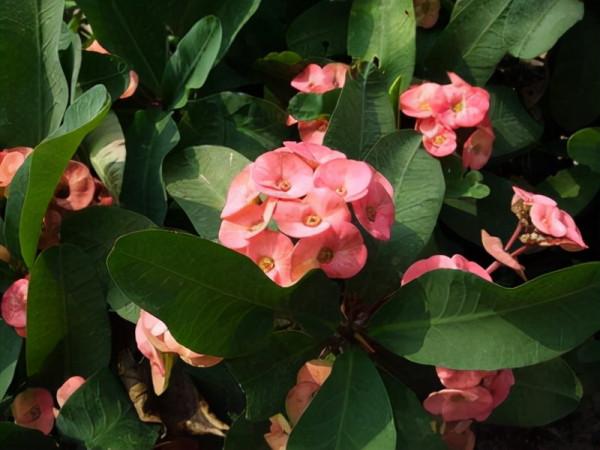 採用開源創眾的植物非試管高效快繁技術繁殖麒麟花