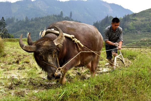 湖南農村常用的6種農具,以前家家有現在淘汰了,滿滿的回憶 湖南農村常用的6種農具,以前家家有現在淘汰了,滿滿的回憶