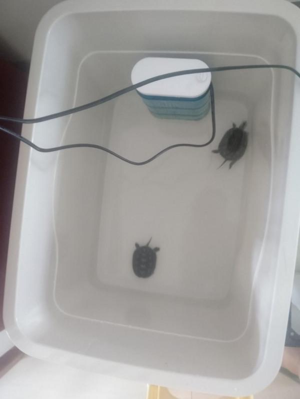 給龜龜們換個大點的收納箱