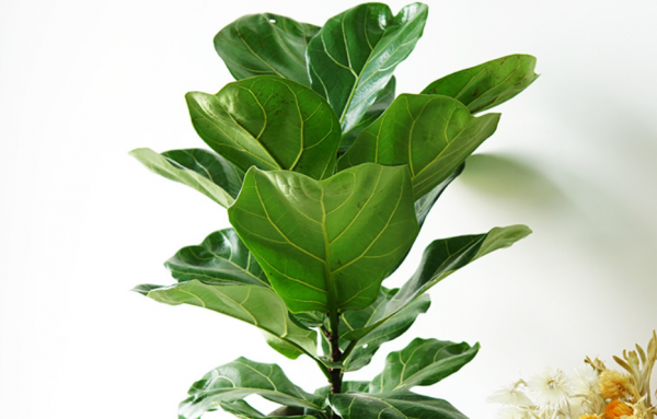 想要琴葉榕冬季不光桿，這幾步要做好，枝繁葉茂，安全越冬