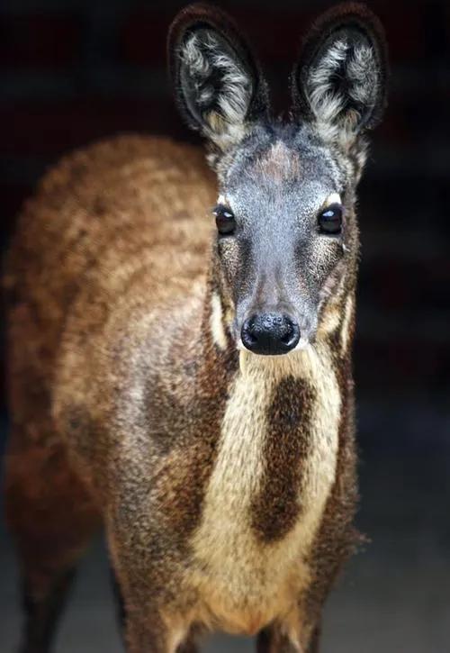 李西的神奇動物就在你我身邊——馬麝