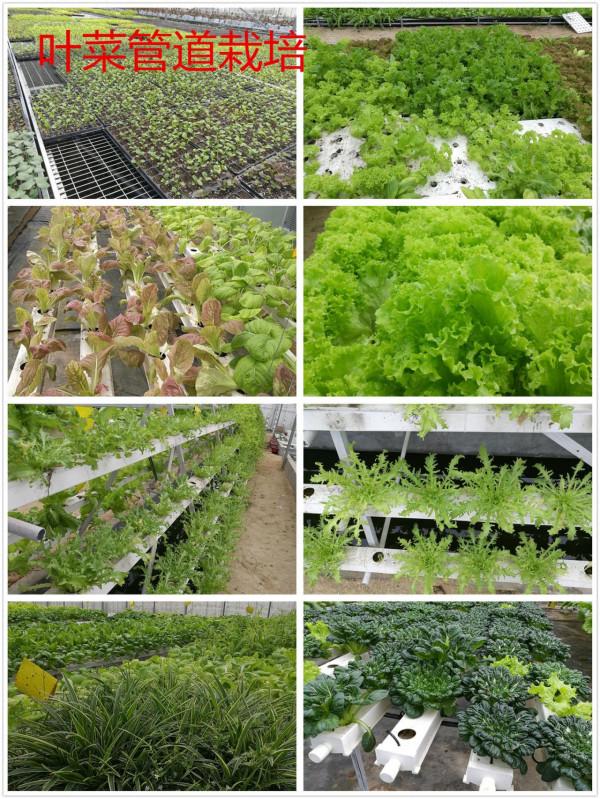 “海歸廠二代”工廠種蔬菜,不用土壤長在氣霧裡,1畝相當8畝土地 “海歸廠二代”工廠種蔬菜,不用土壤長在氣霧裡,1畝相當8畝土地