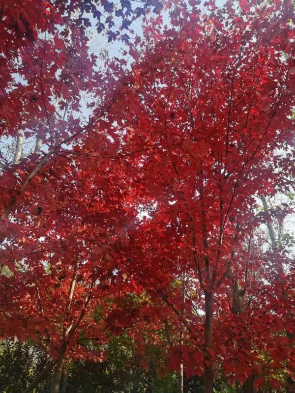 大連美麗的紅楓葉林