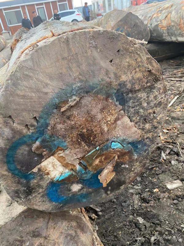 可怕,有人買到爛心櫸木原木 可怕,有人買到爛心櫸木原木