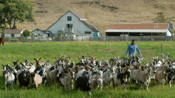 澳大利亞山羊也能氾濫,破壞生態讓人無可奈何,為何不用吃來解決 澳大利亞山羊也能氾濫,破壞生態讓人無可奈何,為何不用吃來解決