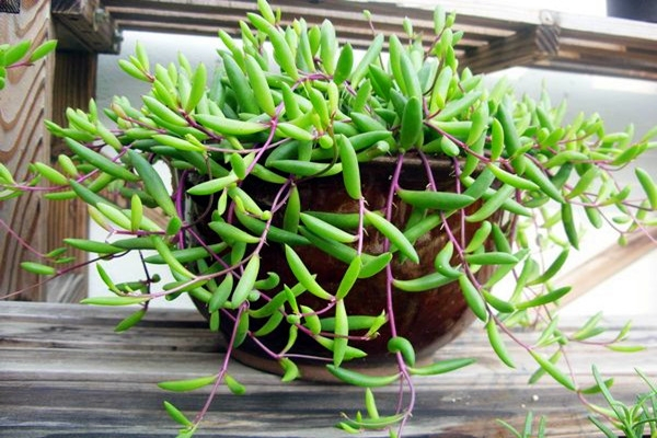 100種常見多肉圖鑑，比花還美，你認識幾種？