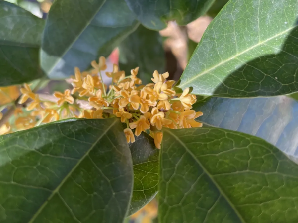 頤和園的桂花，開了！記憶裡都飄香……