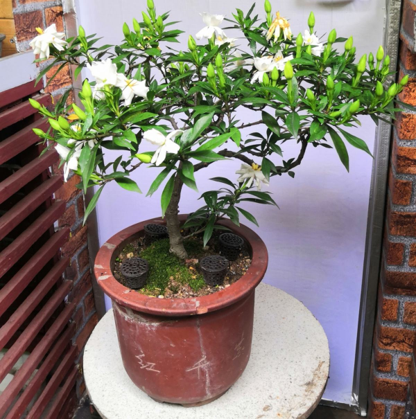 6種植物自帶香氣,家裡種上一盆,簡直就是“活香水” 6種植物自帶香氣,家裡種上一盆,簡直就是“活香水”