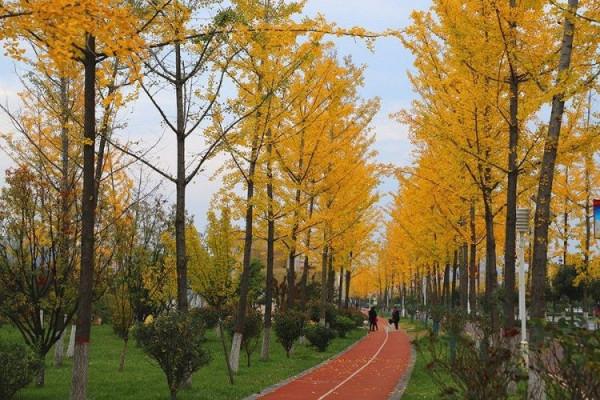 醉人的濱江銀杏公園
