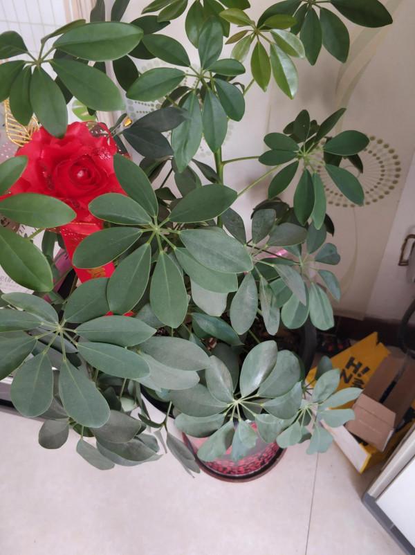 養花種草的幸福 養花種草的幸福