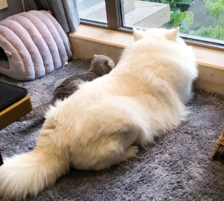 貓的記憶有多久？或許不長，但它可以一輩子記住你