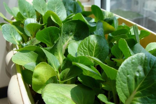 在陽臺種9種蔬菜，長得快，產量高，吃完一茬很快又長一茬