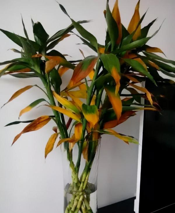 大多數花澆多水會死,而這10款花就喜歡泡水裡,天天澆水也不怕 大多數花澆多水會死,而這10款花就喜歡泡水裡,天天澆水也不怕