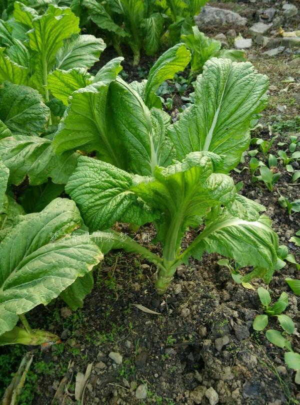 這6種曬乾更香的廉價蔬菜，冬天燉肉吃特別過癮，放一年也不會壞