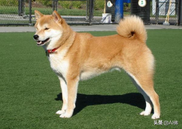 世界上50個最受歡迎的犬種的起源 世界上50個最受歡迎的犬種的起源