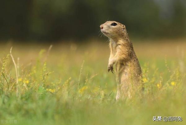 十二星座最呆萌的表現 十二星座最呆萌的表現