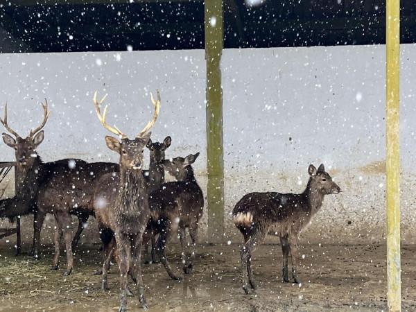 如果賞雪有段位，火烈鳥在青銅，那麼孔雀就是王者