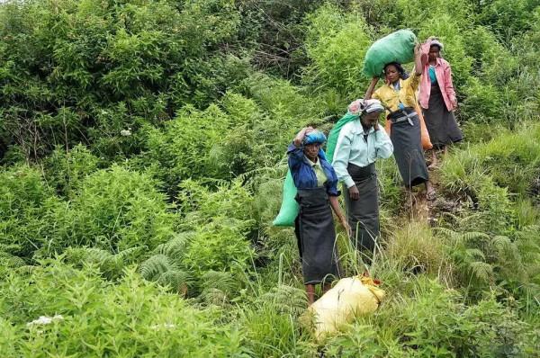 斯里蘭卡--回味無窮的青橄欖