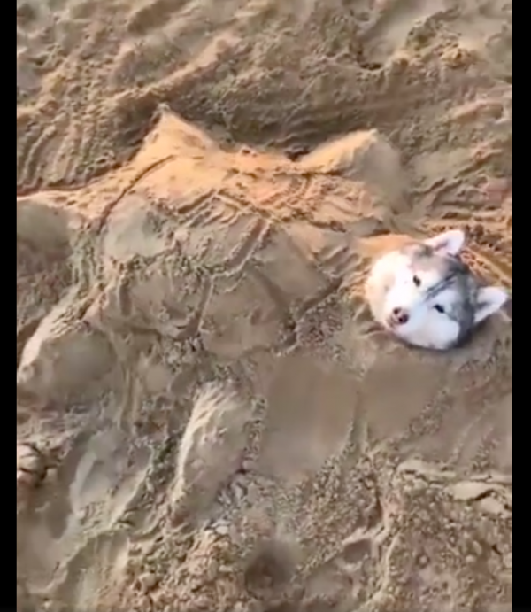 狗狗在沙灘上睡著了,主人將它埋了只露出頭,一覺醒來變成烏龜? 狗狗在沙灘上睡著了,主人將它埋了只露出頭,一覺醒來變成烏龜?