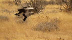 毒蛇殺手“秘書鳥”，外表高貴優雅，實則兇狠冷酷，把毒蛇當玩具