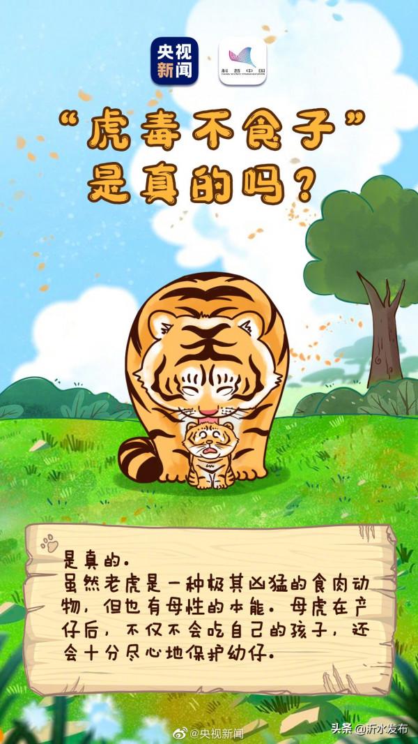 老虎剃掉毛髮依然擁有條紋衫