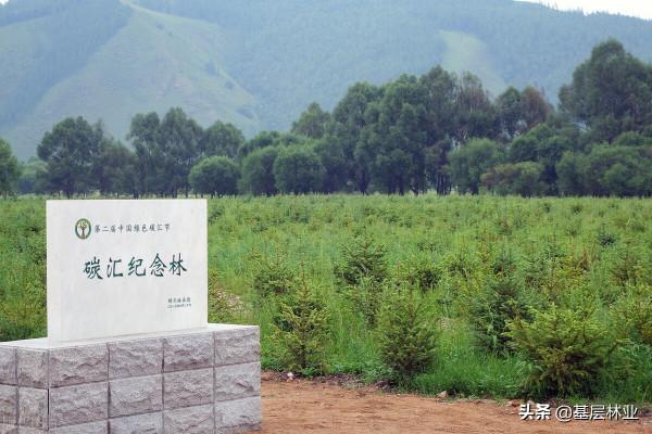 大力發展林業碳匯經濟是農民增收、林業增效、國土增綠的基石