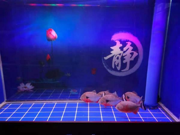 為什麼很多魚友反對困水養魚，都有什麼理由呢？