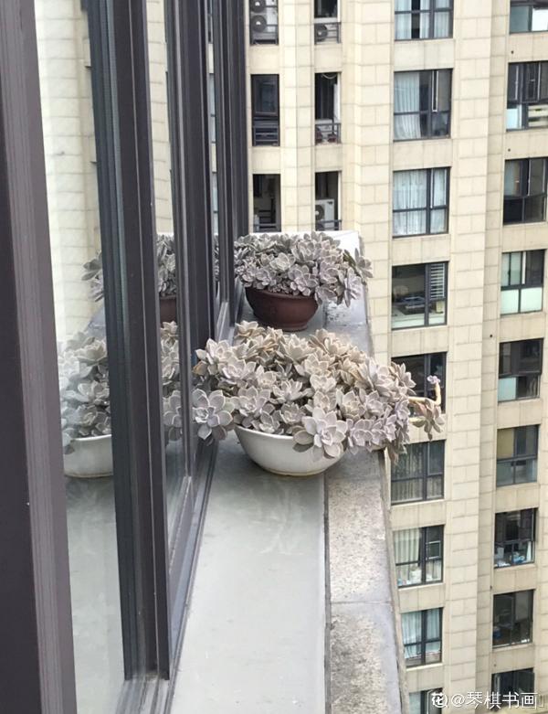 雨季多肉,爛根化水沒得救,注意4點,多肉雨季變“平安季” 雨季多肉,爛根化水沒得救,注意4點,多肉雨季變“平安季”