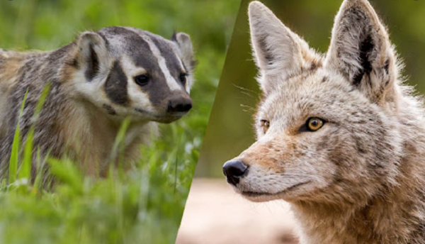 “狼狽為奸”中的狽,究竟是什麼生物?看完你就知道了 “狼狽為奸”中的狽,究竟是什麼生物?看完你就知道了