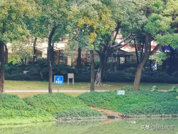 超級小清新！1000㎡波斯菊唯美盛放