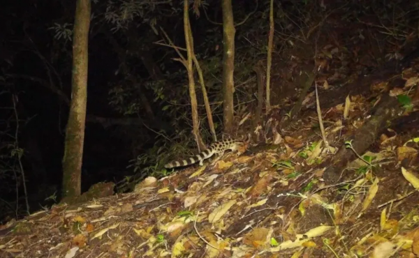 景東無量山自然保護區首次拍攝到斑靈狸影像 景東無量山自然保護區首次拍攝到斑靈狸影像