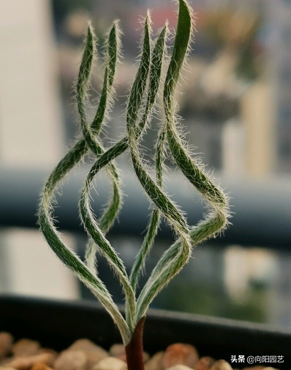蒜瓣大的多肉,1棵就要60,你不瞭解的彈簧草,也是多肉的一種 蒜瓣大的多肉,1棵就要60,你不瞭解的彈簧草,也是多肉的一種