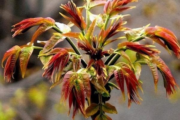 4月吃“春芽”，9種長在樹上的野菜，若你的家鄉也有，記得抓緊吃