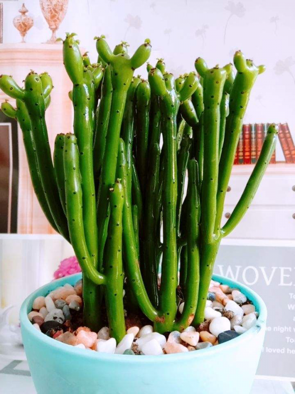 5種常見植物，汁液都有毒，養在家裡少動它