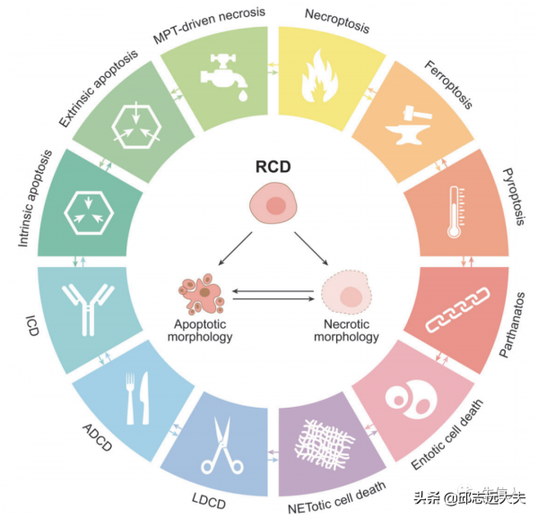細胞死亡領域缺失的一塊拼圖:PANoptosis 細胞死亡領域缺失的一塊拼圖:PANoptosis